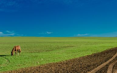 A horse grazes on a green field on a summer day.