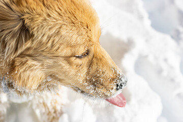 blue-eyed tan dog with tongue out and face full of snow