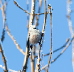 Long-tailed tit, Aegithalos caudatus. A bird sits on an ice-covered tree branch