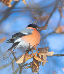 Eurasian bullfinch, Pyrrhula pyrrhula. A male sits on a branch and eats maple seeds