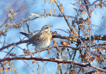 Fieldfare, Turdus pilaris. A bird sits on the icy branch of a bush, eating berries