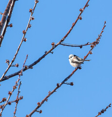 Long-tailed tit, Aegithalos caudatus. A bird sits on an ice-covered tree branch