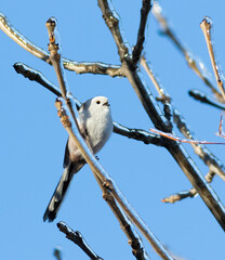 Long-tailed tit, Aegithalos caudatus. A bird sits on an ice-covered tree branch