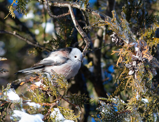 Long-tailed tit, Aegithalos caudatus. A bird sits on an ice and snow covered branch of a thuja tree