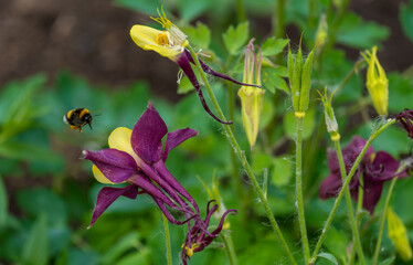 A bee near the Aquilegia flower in the garden on a summer day.