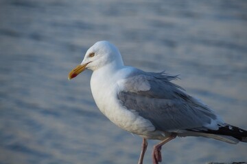 Fototapeta na wymiar seagull on the rock