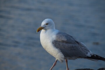 Fototapeta na wymiar seagull on the rock