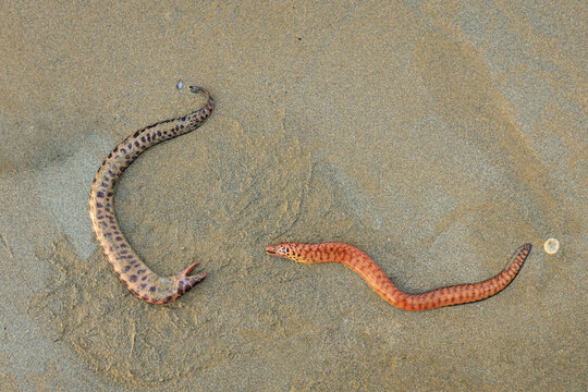 Eel fish on beach sand, Tiger snake eel
