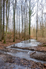 Frost im Wald