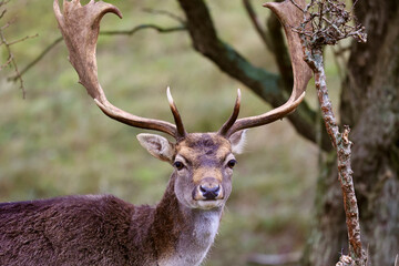 The deer in autumn forest of Amsterdamse Waterleidingduinen in the Netherlands, wildlife in the woodland. 