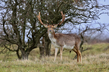 The deer in autumn forest of Amsterdamse Waterleidingduinen in the Netherlands, wildlife in the woodland. 