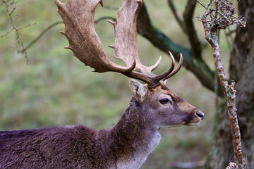 The deer in autumn forest of Amsterdamse Waterleidingduinen in the Netherlands, wildlife in the...