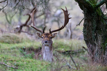 Fototapeta premium The deer in autumn forest of Amsterdamse Waterleidingduinen in the Netherlands, wildlife in the woodland. 