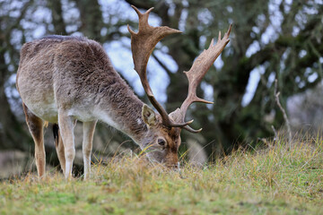 The deer in autumn forest of Amsterdamse Waterleidingduinen in the Netherlands, wildlife in the woodland. 