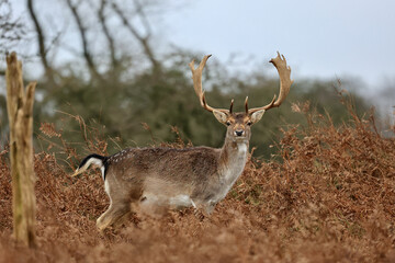 The deer in autumn forest of Amsterdamse Waterleidingduinen in the Netherlands, wildlife in the woodland.  
