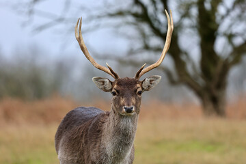 The deer in autumn forest of Amsterdamse Waterleidingduinen in the Netherlands, wildlife in the woodland. 