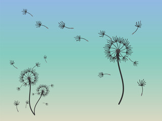 Obraz premium Abstract background dandelion design for decoration design.