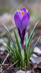 Branches of a purple crocuses tree with blossom bud. Сoncept of spring has come.