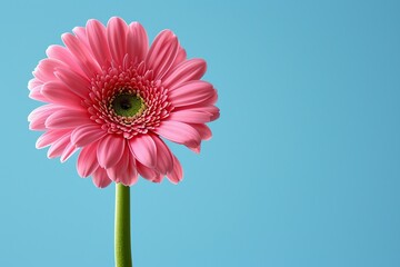 Image of a single standout gerbera, towering above, shot from below to focus on its unique springtime bloom 