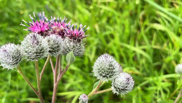 Arctium lappa, commonly called greater burdock, edible burdock, lappa, beggar's buttons or happy major Eurasian species of plants in family Asteraceae