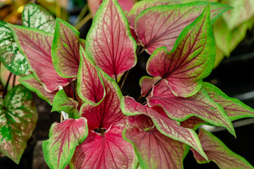 Background texture on leaves, close up shot on the beautiful Caladium bicolor colorful leaf in the garden.