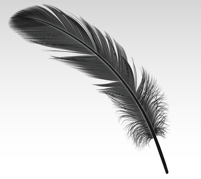 Single black feather realistic vector illustration on white background. Dark crow quill 3d design element. Soft bird plumage part image