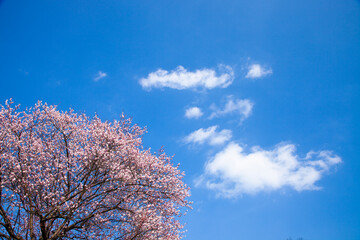 青空に咲くピンクの梅