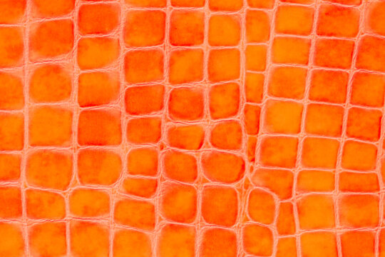 Texture of genuine patent leather close-up, golden color, skin reptile, trendy background