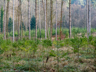 Wiederaufforstung im Fichtenwald