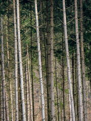 Wiederaufforstung im Fichtenwald