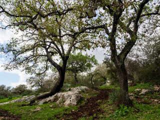 Fototapeta na wymiar tree in bloom, Oak forest near Alonim, Israel