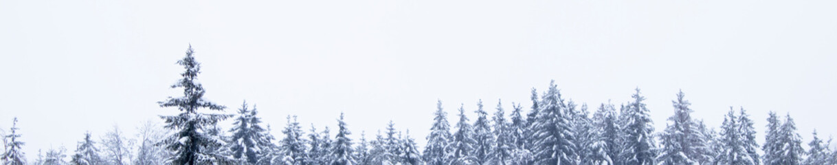 Winter white forest with snow. Weather concept. Winter, frost, cold snap in winter