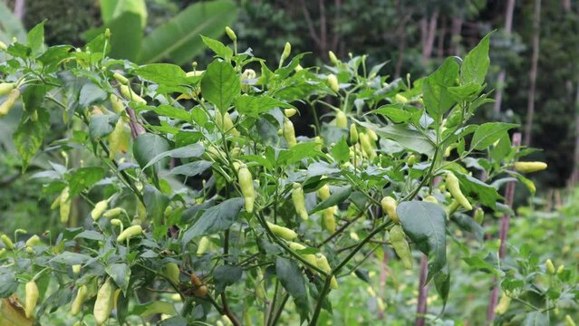 Indonesia fresh chilli (Rawit) which is still in the chilli plant