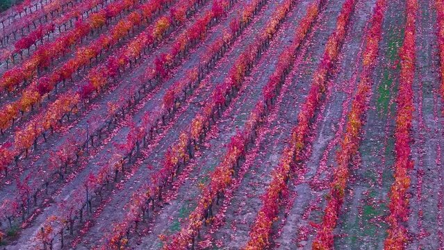 Vineyards in autumn around the town of Labastida in the province of Alava in La Rioja Alavesa. Aerial view from a drone. Basque Country, Spain, Europe