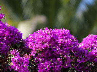 purple triplet flowers on a sunny day