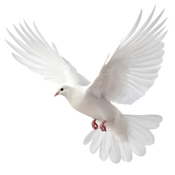 white dove isolated on trasparent background