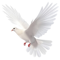 Obraz premium white dove isolated on trasparent background