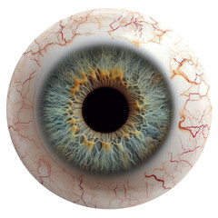 Eyeball transparent background PNG clipart