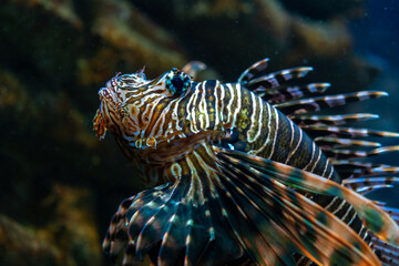 Close-up view of Devil firefish or lion fish swimming in aquarium.