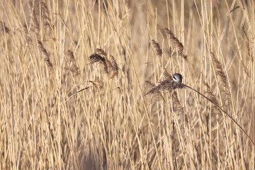 Reedbed habitat shot of Bearded Reedling (panurus biarmicus). AKA Bearded Tit. Perched and feeding amongst the reeds. Yorkshire, UK in Winter