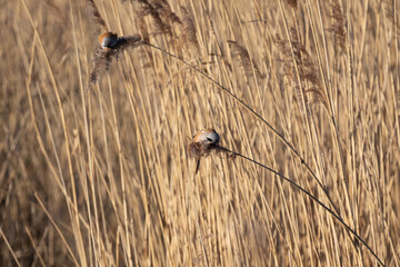 Reedbed habitat shot of Bearded Reedling (panurus biarmicus). AKA Bearded Tit. Perched and feeding amongst the reeds. Yorkshire, UK in Winter