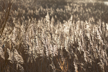 Backlit reedbeds in Yorkshire in low morning sunshine. Photographed in January, Winter