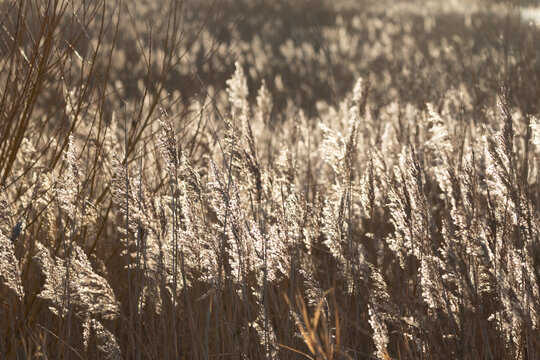 Backlit reedbeds in Yorkshire in low morning sunshine. Photographed in January, Winter