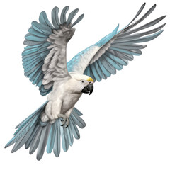 Fototapeta na wymiar White blue Macaw Parrot Flying Isolated on Transparent Background