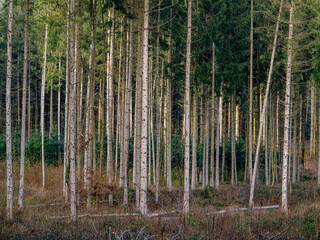 Wiederaufforstung im Fichtenwald