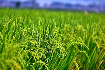 Rice grows abundantly in the Rawa Pening Ambarawa lake area