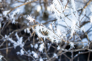 Ice crystals on a tree. Winter landscape. Weather change concept. Winter, frost, cold snap in winter