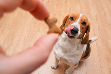 Unrecognizable person feeding beagle. Happy dog taking treat from male hand at home.