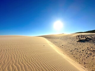 high sandy dune landscape near Valdevaqueros with dry tree trunks and the sun, Tarifa, Cadiz,...