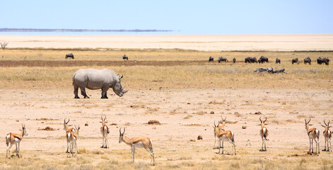 Whito Rhinoceros with springbok and flock of Ostriches on the edge of the Vast Etosha Pan. The pan spreads for miles and is a huge space of nothing but sand
